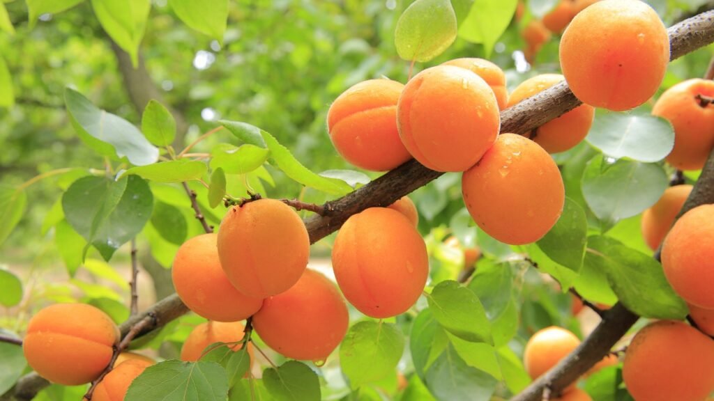 healing food